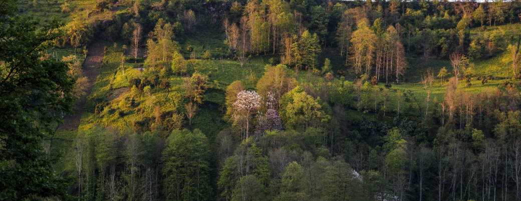 Les projets d'ingénierie concernent aussi la biodiversité